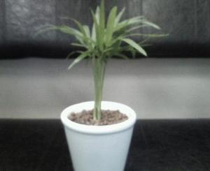 Photo_12
