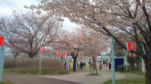 Sakura